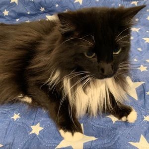 Meet your Posher, Vivian